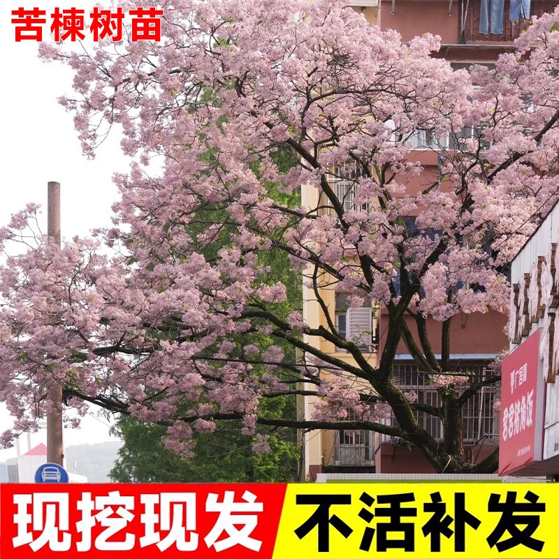 苦楝树苗楝枣树庭院绿化行道厂区风景树苗园林绿化紫花树哑巴树苗