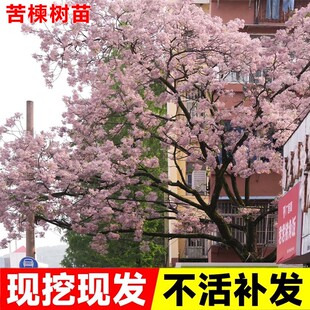 苦楝树苗楝枣树庭院绿化行道厂区风景树苗园林绿化紫花树哑巴树苗