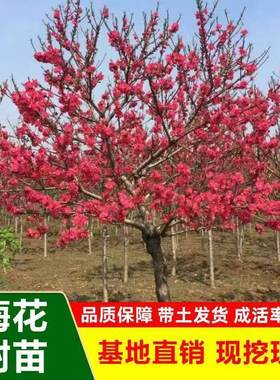 耐寒梅花树苗红梅腊梅绿梅树桩盆景美人梅榆叶梅苗庭院盆栽梅花苗