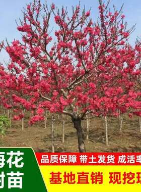 耐寒梅花树苗红梅腊梅绿梅树桩盆景美人梅榆叶梅苗庭院盆栽梅花苗