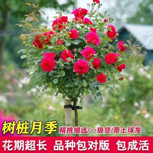 树状月季树四季大花浓香老桩盆栽月季树桩棒棒糖苗特大花月季花苗