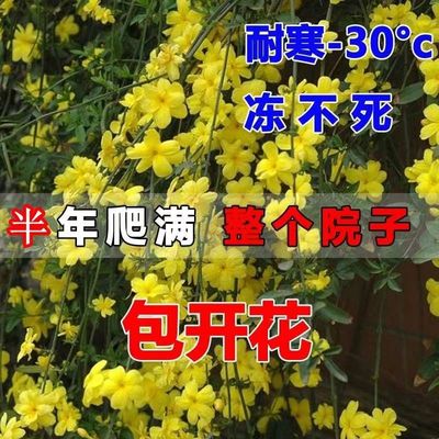 迎春花苗 迎春花植物 迎春苗 迎春花 连翘花花苗迎春苗庭院绿化苗