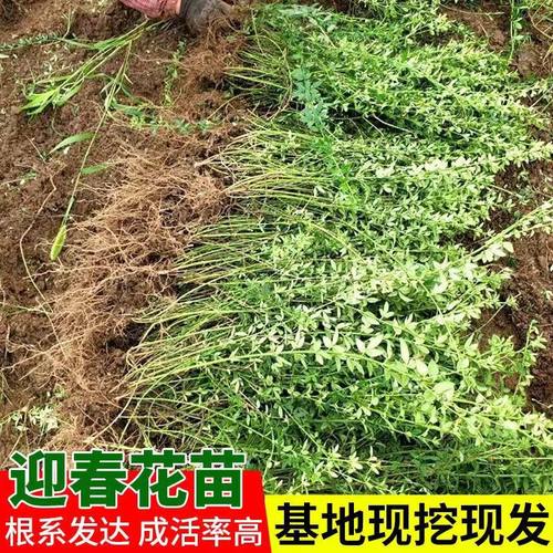 迎春花树苗连翘花树高产垂吊花卉庭院阳台盆栽河边绿化花苗爬藤