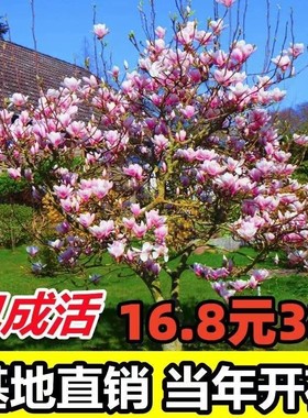 玉兰树苗紫白黄二乔娇红别墅庭院大型耐寒盆栽风景树玉兰花带花苞