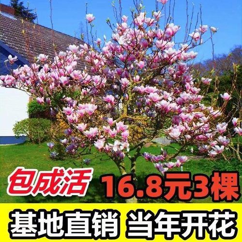 玉兰树苗紫白黄二乔娇红别墅庭院大型耐寒盆栽风景树玉兰花带花苞