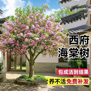 西府海棠花树苗地栽垂丝海棠北美海棠大苗海棠苗木本观花花卉植物
