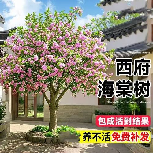 西府海棠花树苗地栽垂丝海棠北美海棠大苗海棠苗木本观花花卉植物
