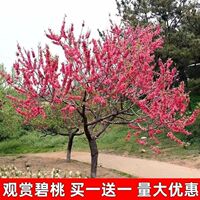 紫叶碧桃花树苗别墅庭院耐寒大型风景树彩叶景观树红叶碧桃树花卉