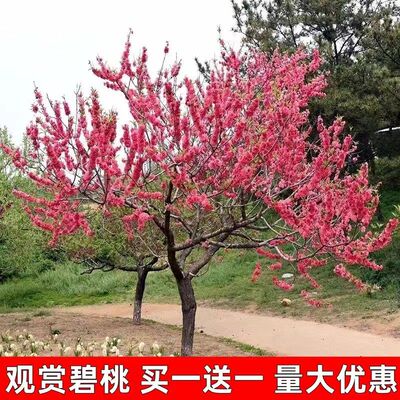 紫叶碧桃花树苗别墅庭院耐寒大型风景树彩叶景观树红叶碧桃树花卉