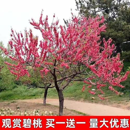 紫叶碧桃花树苗别墅庭院耐寒大型风景树彩叶景观树红叶碧桃树花卉