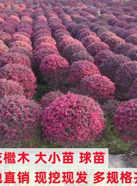 红花继木苗庭院绿植红花继木球耐寒好养活四季常绿园林绿化工程苗