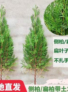 侧柏塔柏松柏树苗四季常青侧柏龙
