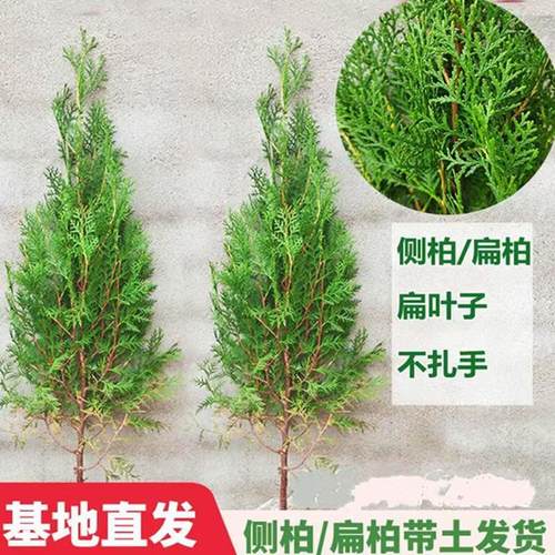 侧柏塔柏松柏树苗四季常青侧柏龙