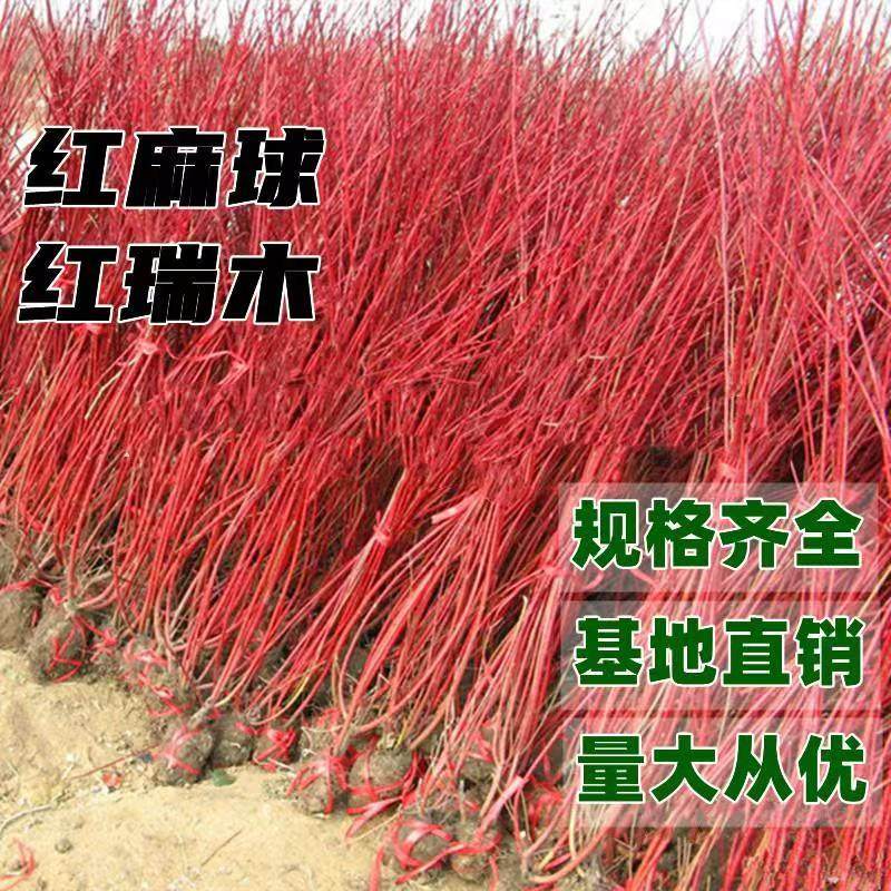 树苗红麻球红马球红柳枝条户外庭院盆栽南北方耐寒绿化苗,鲜花速递/花卉仿真/绿植园艺,观叶 /花灌木,淘宝优惠券,粉丝福利购,淘宝优惠卷
