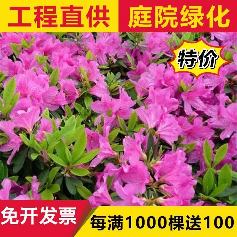 毛鹃毛杜鹃小苗映山红树苗庭院绿化苗木四季常青耐寒花苗夏鹃毛娟