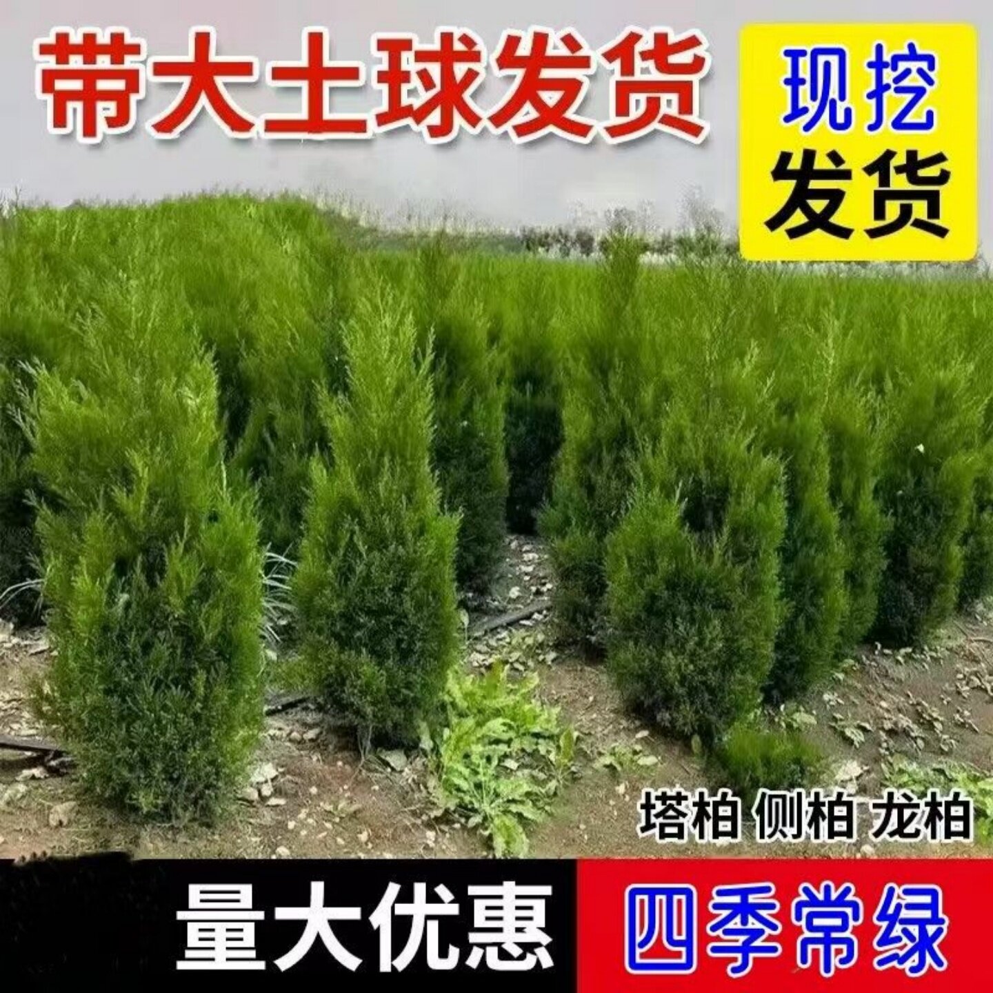 塔柏树苗柏苗松柏树苗松树苗柏树苗柏木松树四季长青工程绿化苗木图片