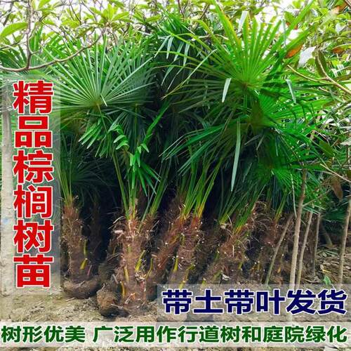 棕榈树苗棕树苗棕榈苗扇子树苗四季常青绿化苗木庭院植物盆栽地栽
