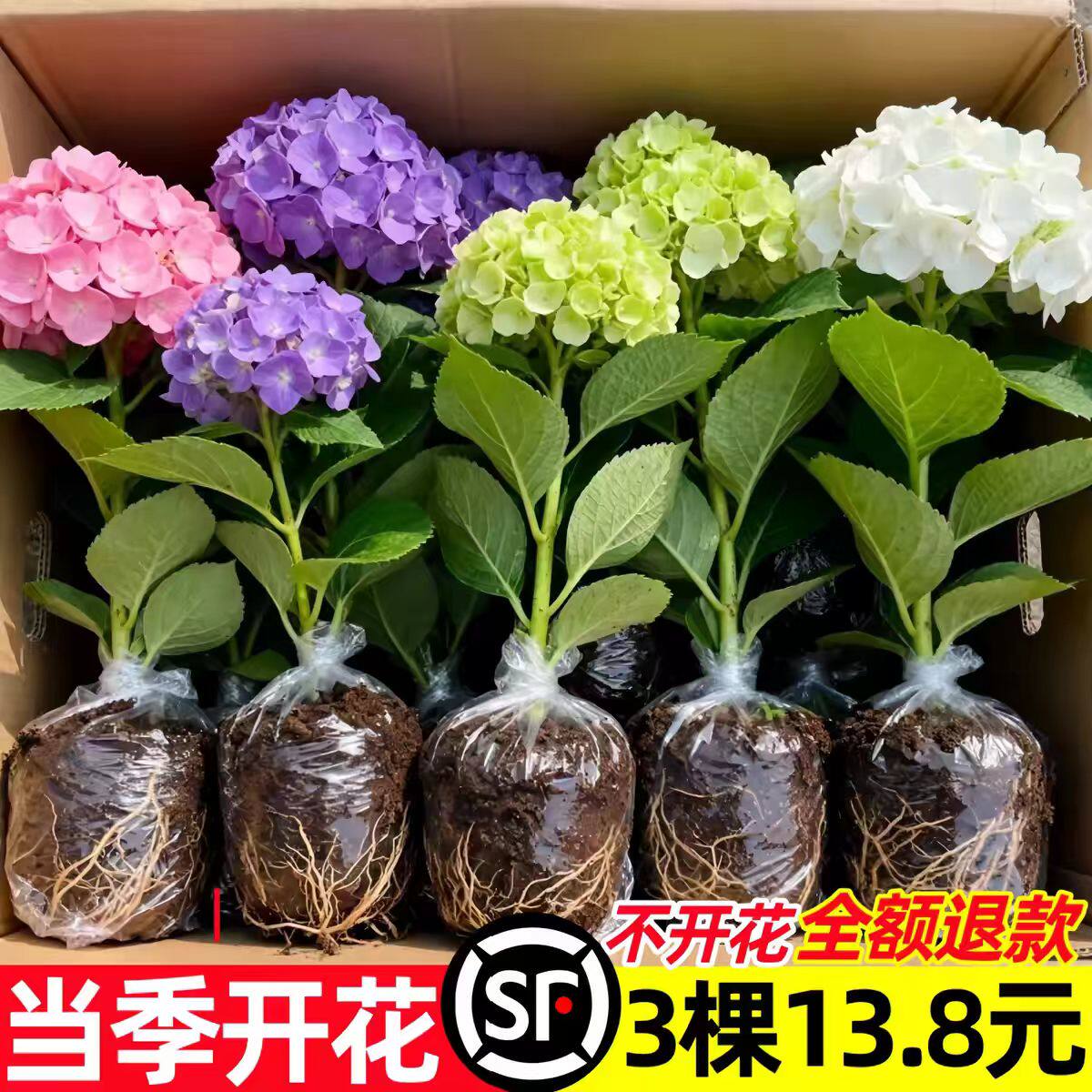 绣球花苗无尽夏盆栽室内室外阳台庭院花卉绿植好养易活耐寒花苗