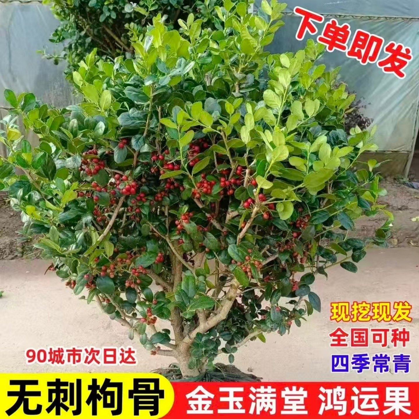 无刺枸骨树苗构骨球鸿运果树苗四季常青北方庭院花卉耐寒绿化苗木