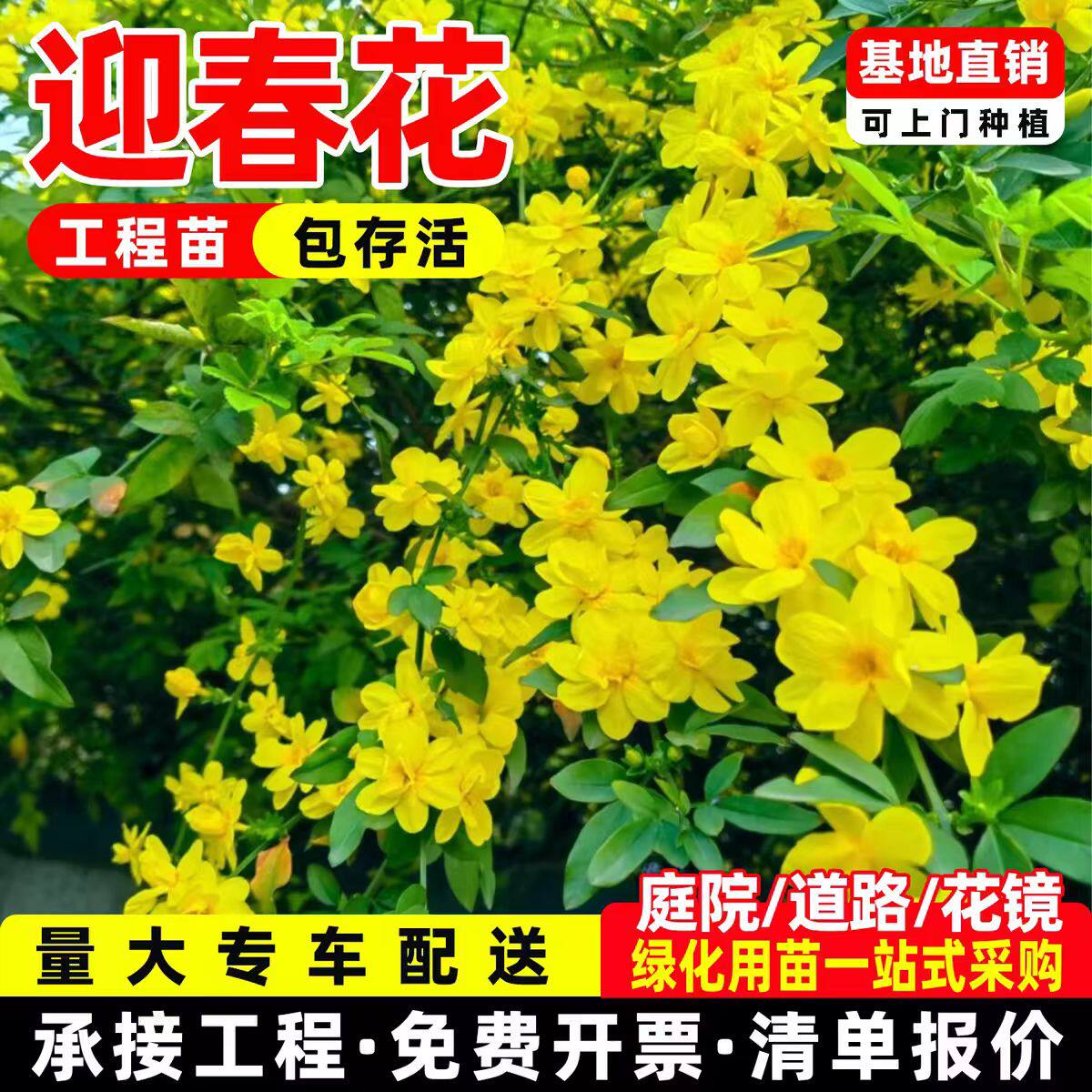 四季迎春连翘花苗庭院绿化苗木