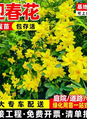 四季迎春连翘花苗庭院绿化苗木