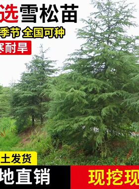 雪松树苗圣诞树苗四季常青宝塔松耐寒绿化松树苗雪松苗迎客松小苗
