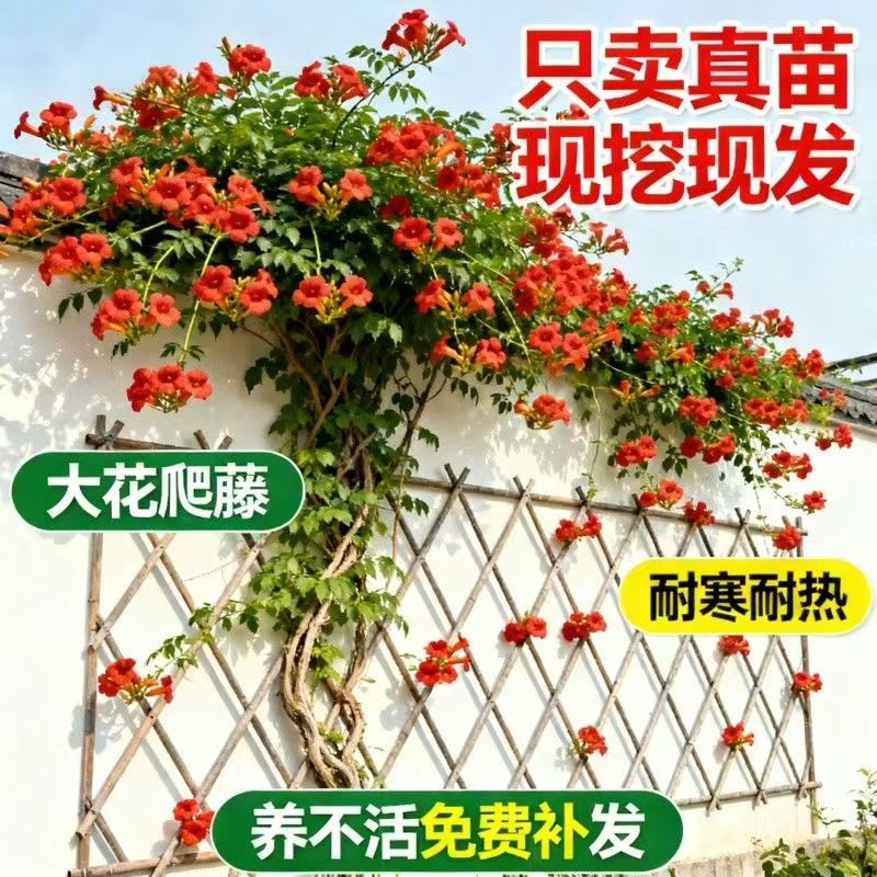 凌霄花苗爬藤植物俄罗斯藤蔓四季盆栽耐寒耐热盆栽阳台攀爬别墅庭