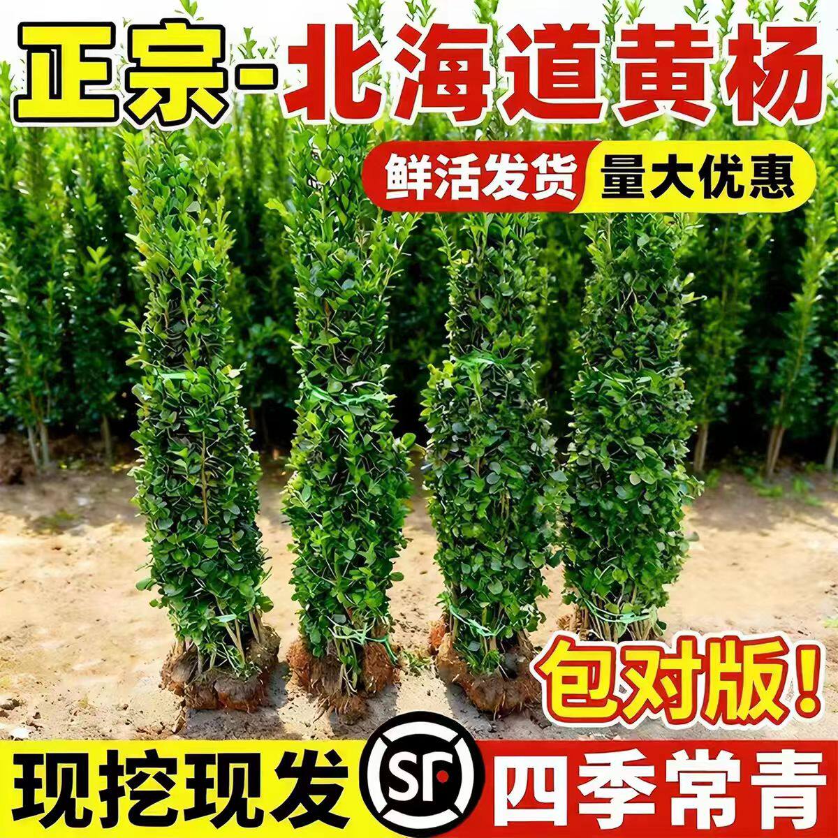 北海道黄杨围墙树苗大叶直立冬青