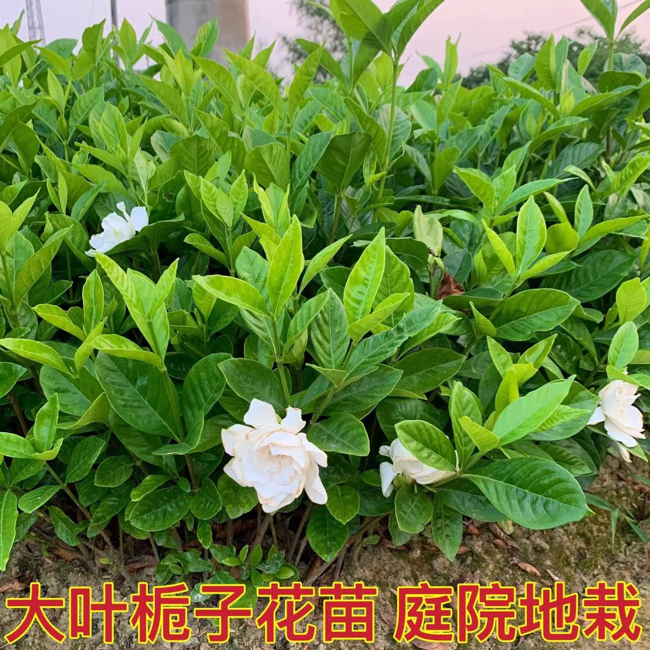 栀子花树苗大叶重瓣阳台盆栽浓香型室外庭院绿篱四季常青绿化苗木