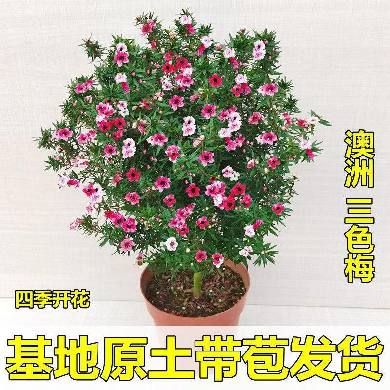 松红梅盆栽带花苞好养浓香净化