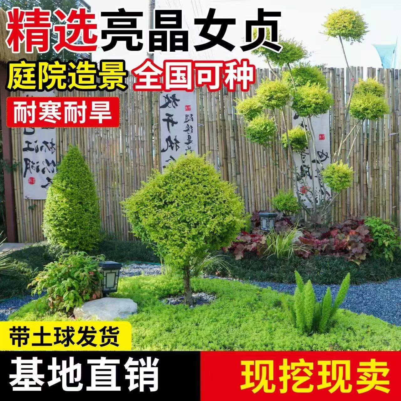 亮晶女贞棒棒糖川金滇蜡树苗小叶柠檬之光冬青先令球庭院花镜植物