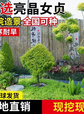 亮晶女贞棒棒糖川金滇蜡树苗小叶柠檬之光冬青先令球庭院花镜植物