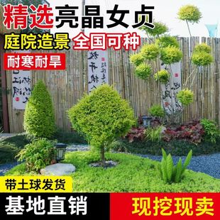 亮晶女贞棒棒糖川金滇蜡树苗小叶柠檬之光冬青先令球庭院花镜植物