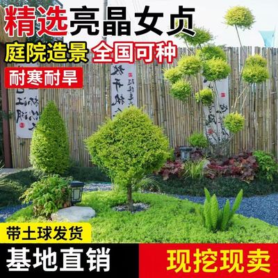 亮晶女贞棒棒糖川金滇蜡树苗小叶柠檬之光冬青先令球庭院花镜植物