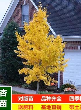 金叶银杏树苗白果活苗庭院别墅绿化苗木行道树银杏大树南北方种植