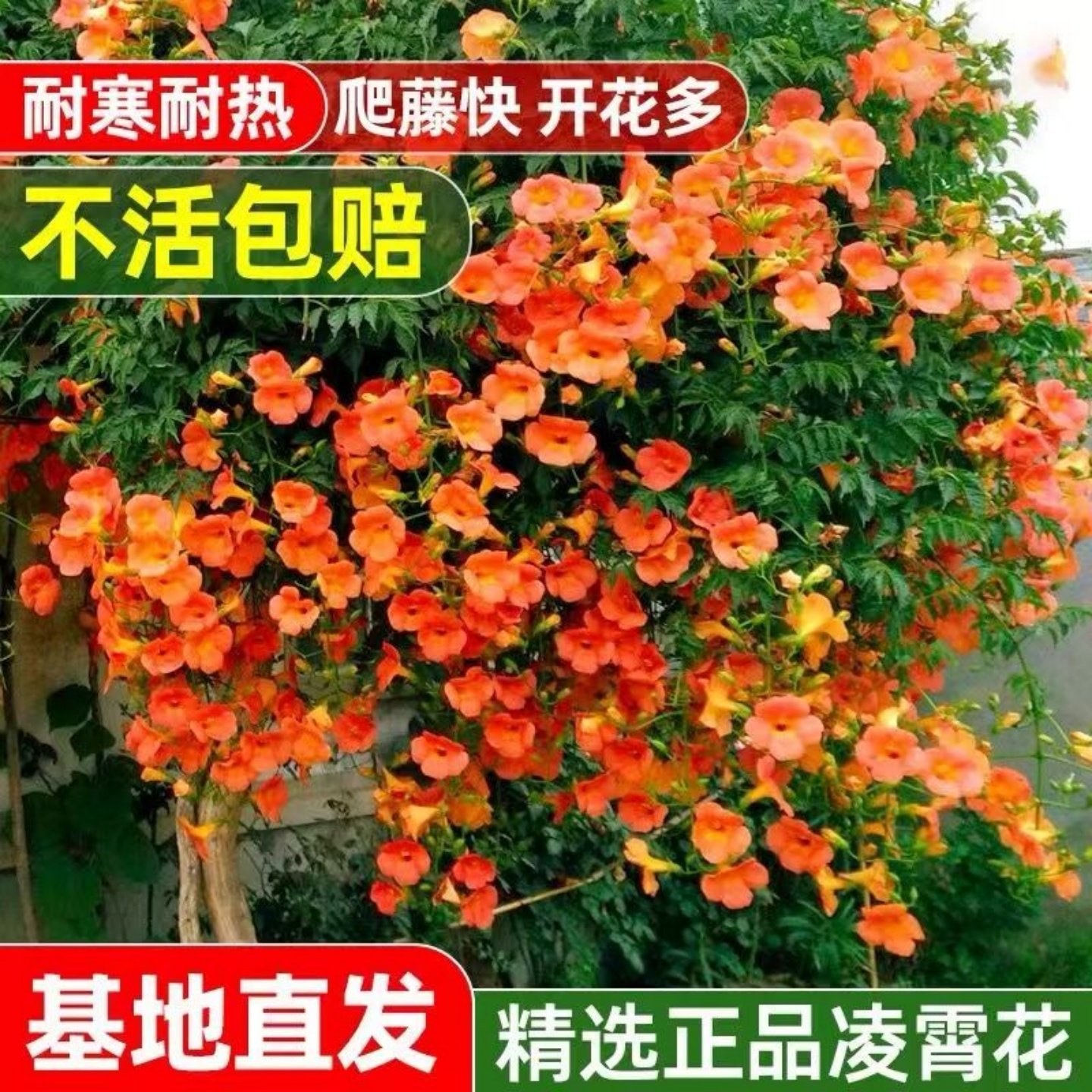 凌霄花苗爬藤植物俄罗斯藤蔓四季盆栽耐寒耐热盆栽阳台攀爬别墅庭,鲜花速递/花卉仿真/绿植园艺,绣球/木绣球/木本植物,淘宝优惠券,粉丝福利购,淘宝优惠卷