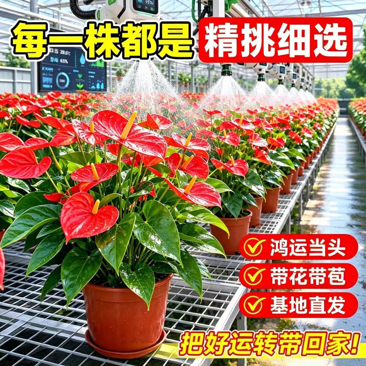 红掌白掌水培带花易养室内盆栽