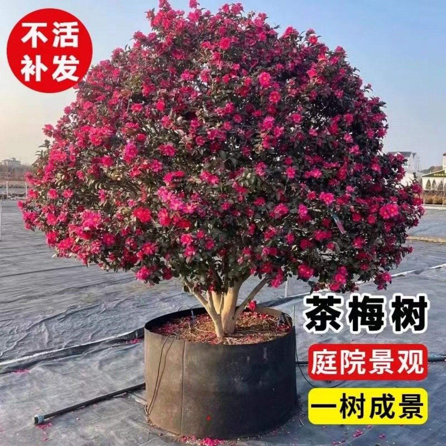 精品茶梅树苗球庭院别墅花苗四季盆栽园林绿化带小苗高杆大树工程,鲜花速递/花卉仿真/绿植园艺,观叶 /花灌木,淘宝优惠券,粉丝福利购,淘宝优惠卷