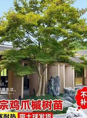 鸡爪槭树苗四季青枫树苗庭院植物盆栽绿化苗木老桩鸡爪槭盆景小苗