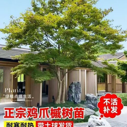 鸡爪槭树苗四季青枫树苗庭院植物盆栽绿化苗木老桩鸡爪槭盆景小苗