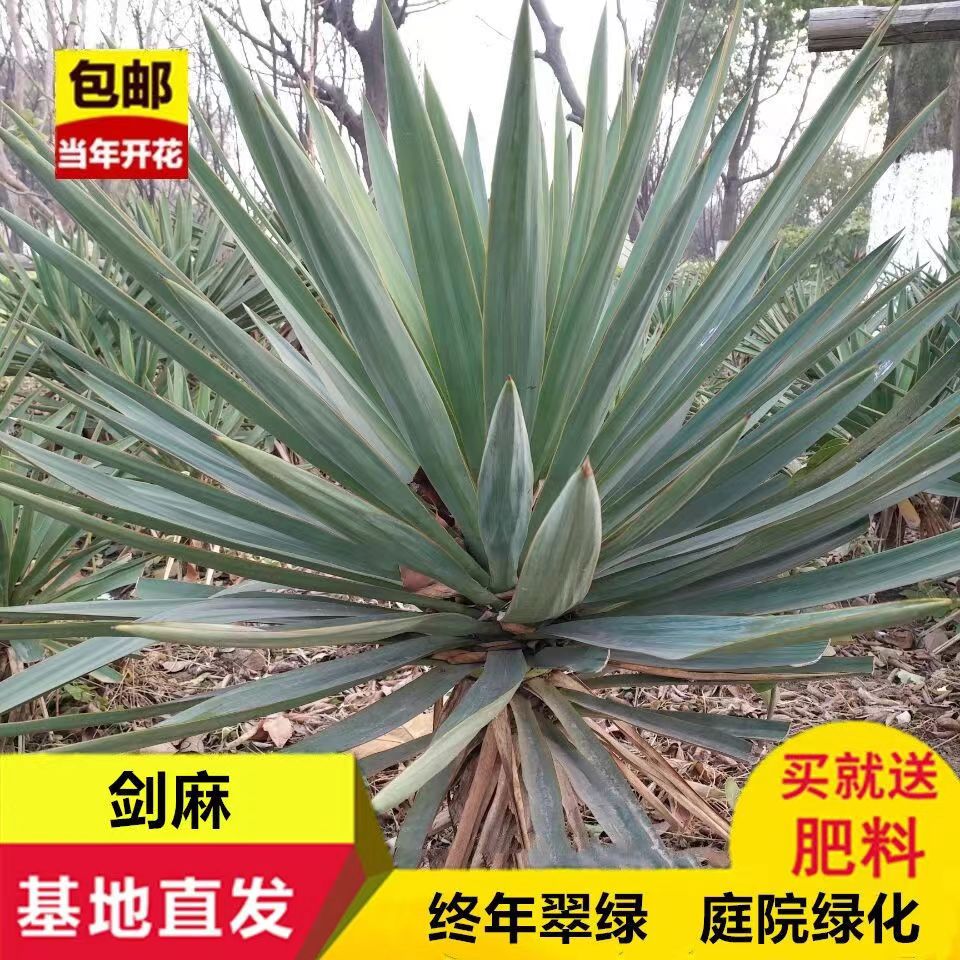剑麻树苗丝兰凤尾兰庭院植物绿化工程四季常绿灌木观叶花剑麻小苗