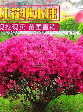 红花继木球红花继木树苗老桩盆景庭院园林绿化带工程苗木围墙植物