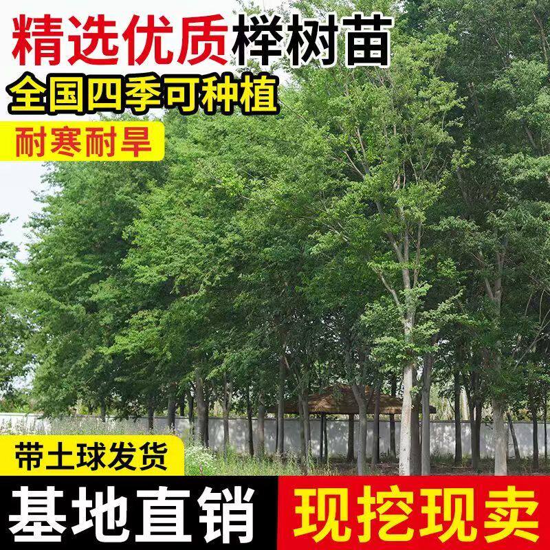 榉树苗红榉树苗 红榉小苗血榉树苗 丛生榉树苗庭院绿化苗木风景树