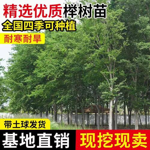 榉树苗红榉树苗庭院绿树