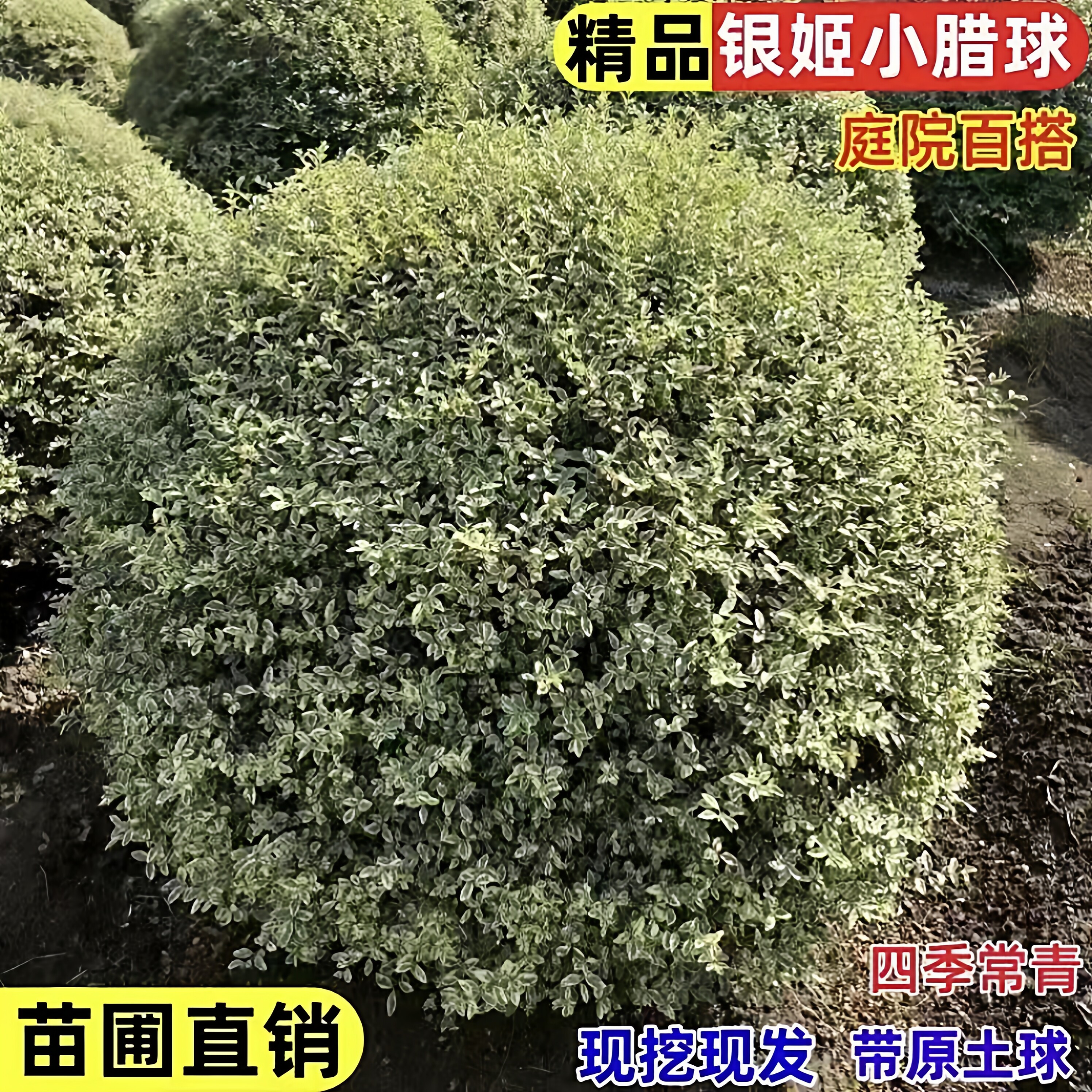 银姬小蜡球树苗别墅庭院耐寒四季常青彩叶绿化色块花镜植物金姬球