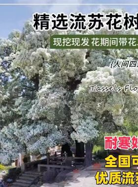 流苏小苗流苏苗流苏树苗嫁接桂花母本油根子树苗庭院风景树绿化苗