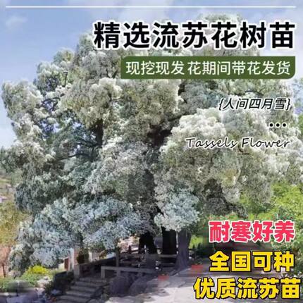 流苏小苗流苏苗流苏树苗嫁接桂花母本油根子树苗庭院风景树绿化苗