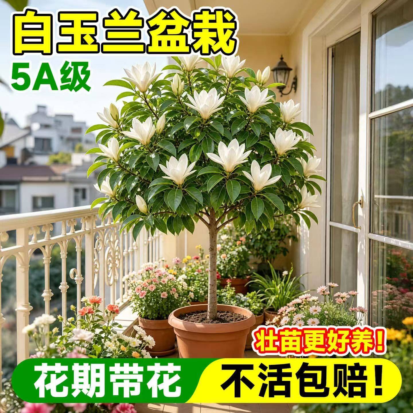 带苞浓香好养白兰花盆栽树苗绿植