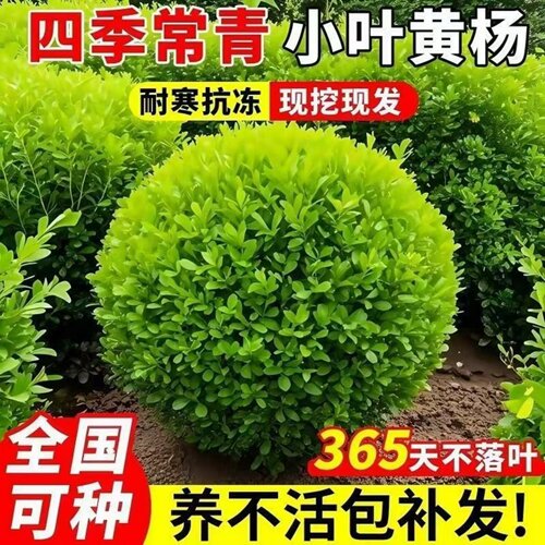 小叶瓜子黄杨球树苗大叶黄杨庭院
