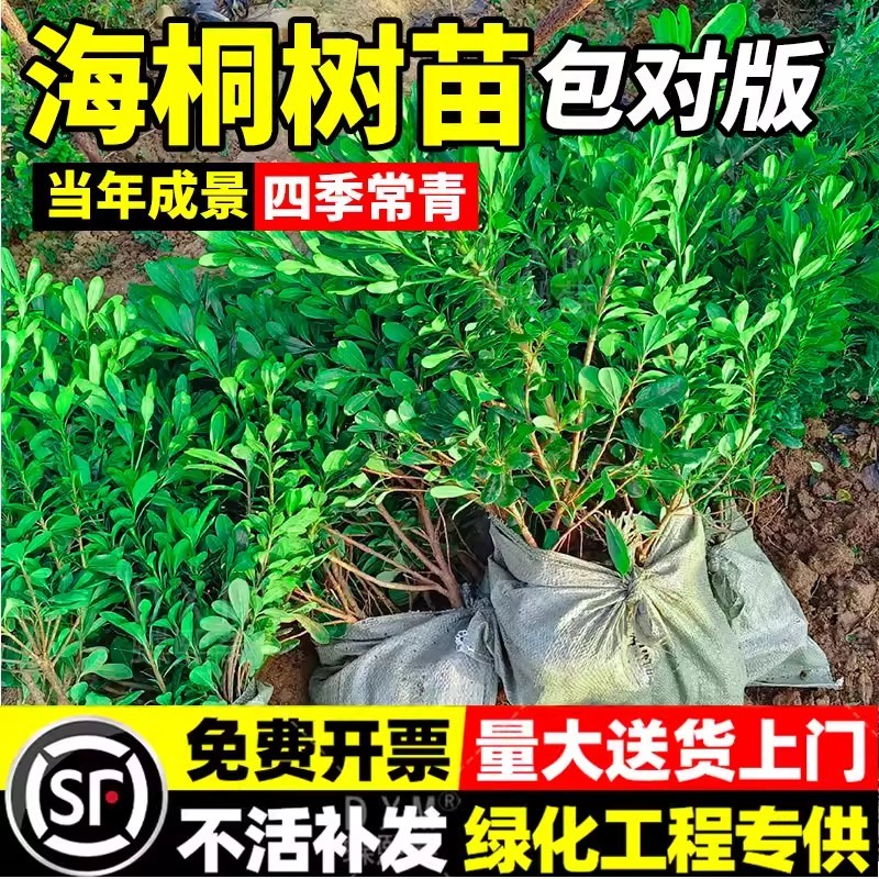 四季海桐花苗树苗常青芳香耐寒